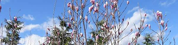 Spring Flowering Magnolias