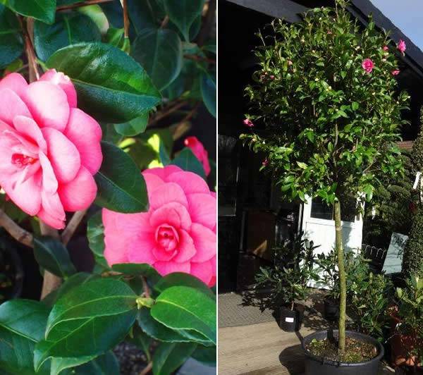 Camellia Japonica Debbie 1.5 M and a limited number at 2.5 M tall 