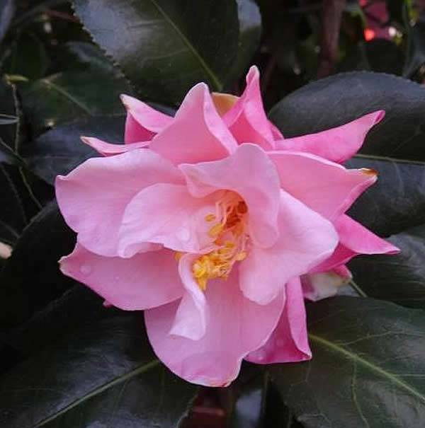 Camellia Japonica is now flowering 