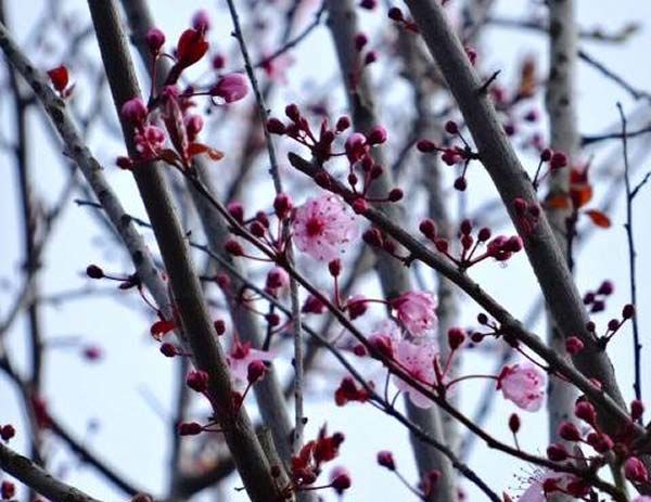 Cherry plum trees for sale online UK