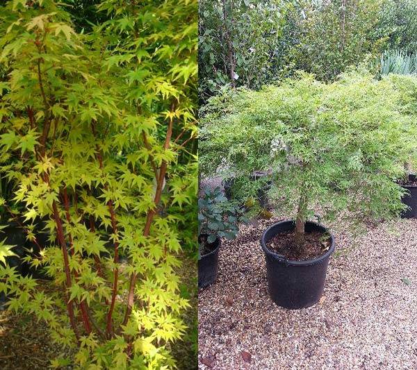 Japanese acer trees to buy online