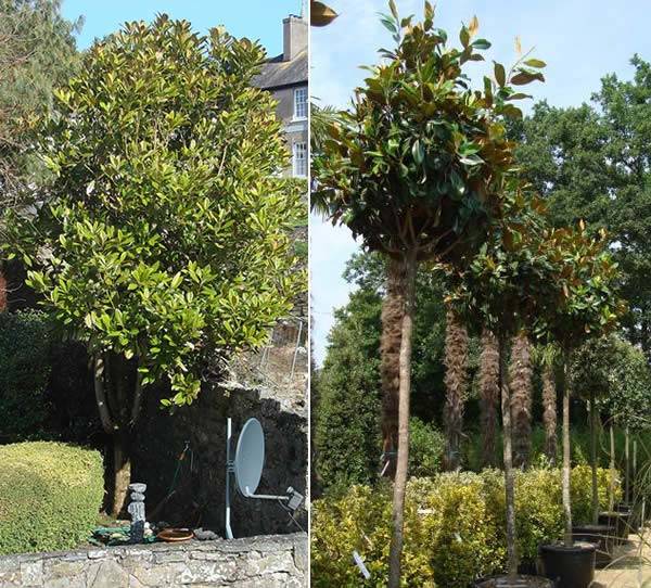 Magnolia Grandiflora - Our full standard trees are elegant as an ornamental tree or as above hedge screening. 