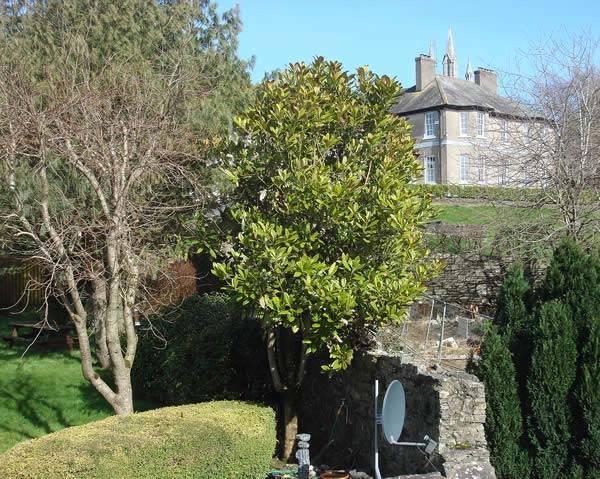 Magnolia Grandiflora is commonly known as the Bull Bay or Southern Magnolia. 