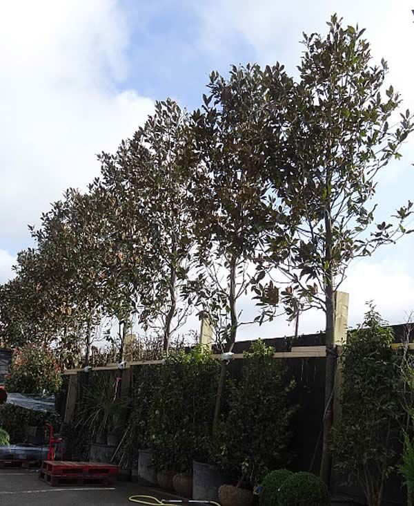 Buy our premium quality Magnolia Grandiflora full standard trees online