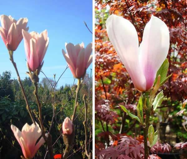 Magnolia Heaven Scent goblet-shaped flowers and against an Acer backdrop