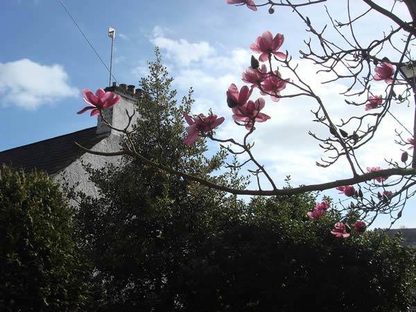 Spring flowering Magnolia Trees UK