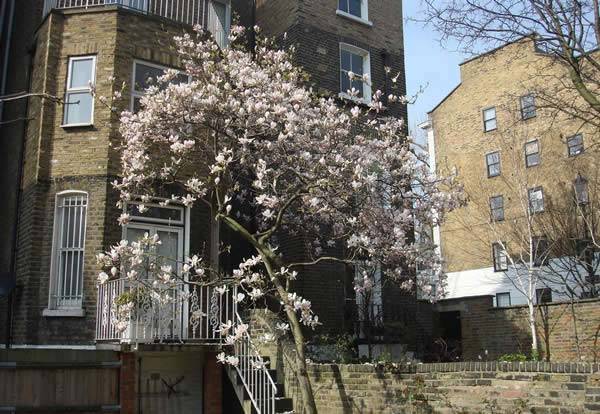 All over the UK, the magnolia is bursting into bloom 