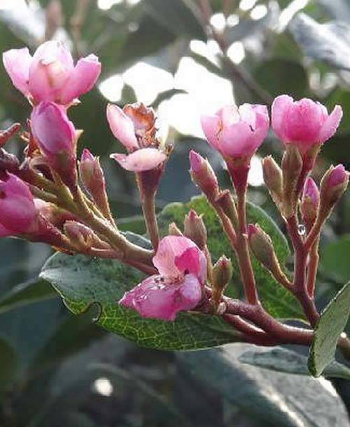 Rhaphiolepis Indica Springtime aka Indian Hawthorn ‘Pink Lady’