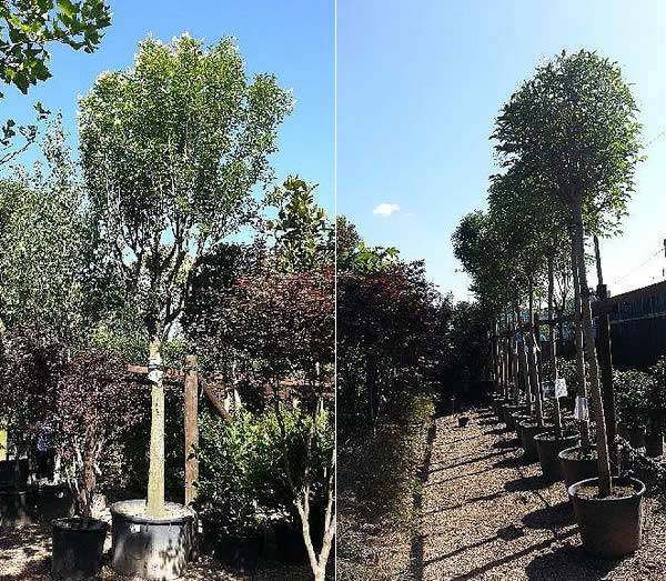 Ligustrum Japonicum Full Standard Trees - Buy 5 for only £1,250