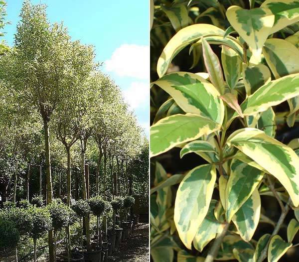 Ligustrum Japonicum Variegatum Full Standard Trees - only £195 each.