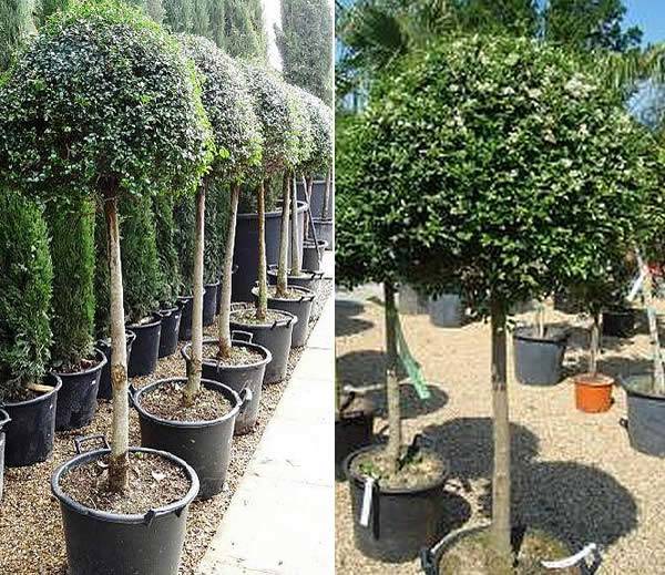 Ligustrum Ovalifolium Jonandrum half standard lollipop – Buy 1 Get 1 Free