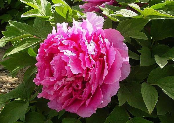 Mature Tree Peony for Sale - Pink flowering
