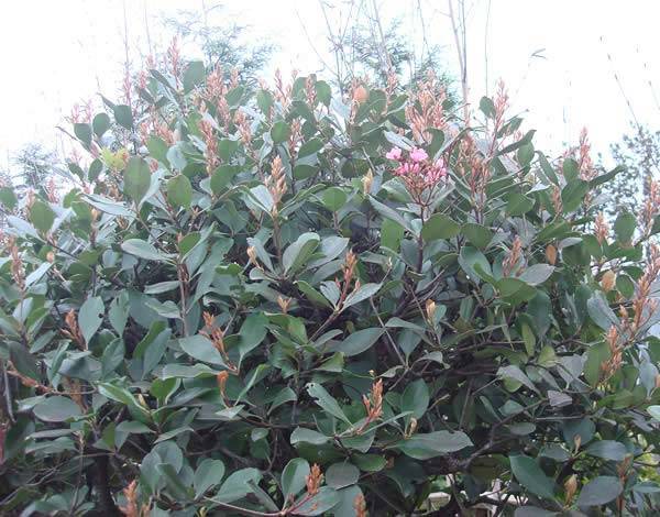 Rhaphiolepis Indica Springtime more commonly known as Indian hawthorn ‘Pink Lady’ is a very attractive evergreen shrub with an abundance of attractive pink flowers