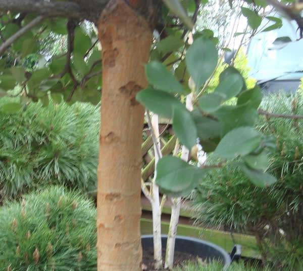 Indian hawthorn ‘Pink Lady’ with its beautiful cinnamon coloured bark