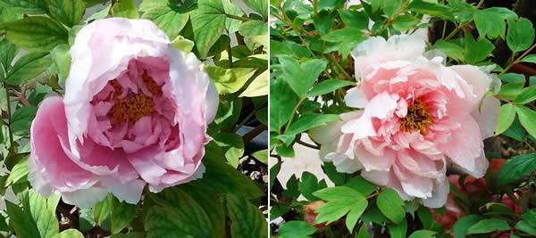 Paeonia Suffruticosa Rou fu Rong Light Pink flowering and Pale Pink flowering