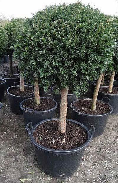 A pair of Taxus Baccata Lollipop (aka Yew Lollipop) Trees over 1 M High