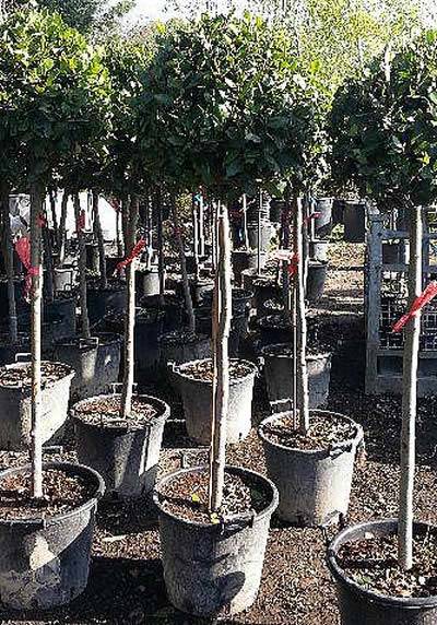 Topiary Bay Tree Lollipops – Special Offer