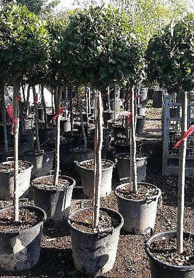 Topiary Bay Tree Lollipop – Special Offer