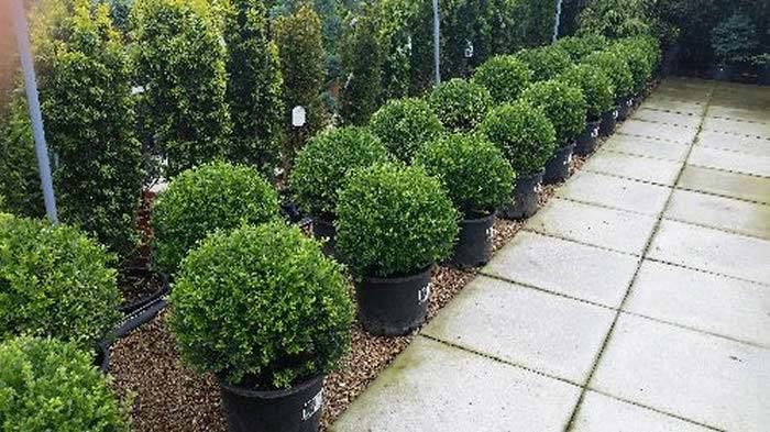 Ilex Crenata Balls - Buy 1 Get 1 Free, buy online UK