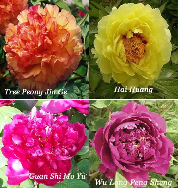 Mature Tree Peonies in Many Colours for sale
