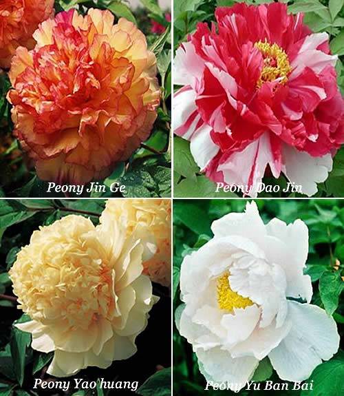 peony tree care uk - best planted in full sun