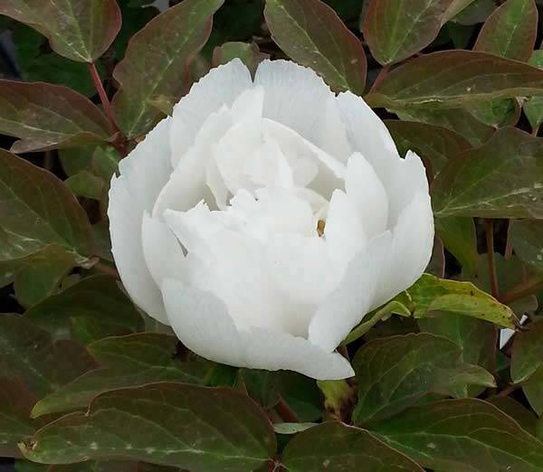 Flowering Tree Peony Xue Ta has beautiful white flowers with a pink centre