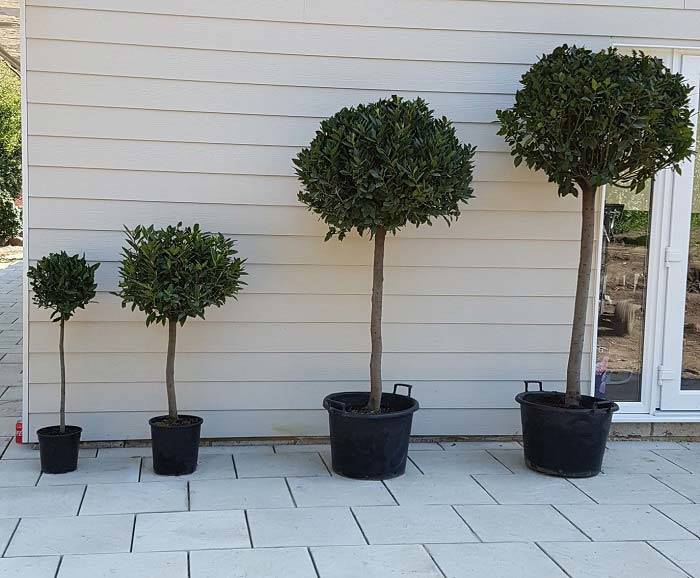 Four sizes of our topiary bay lollipops - Tree forms are ¼ ½ ¾ and full standards (left to right)