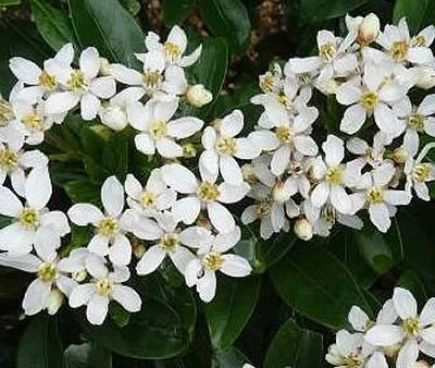 Choisya Ternata (Mexican Mock Orange) 