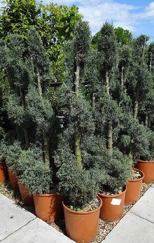 Topiary - Cupressus Arizonica Blue Ice Spirals (Arizona Cypress Tree)