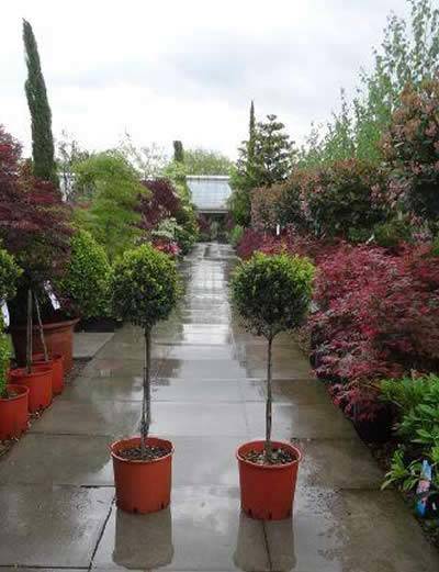 Ilex Crenata Quarter Standard Lollipops - special offer when you buy 2!