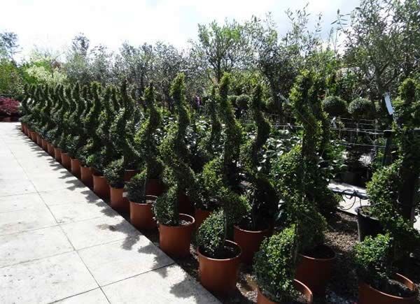  Ilex Crenata Topiary Spirals - alos for sale online