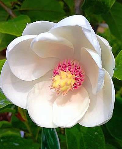 Plants flowering in May - Magnolia Seiboldii