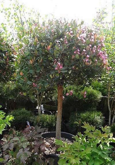  Rhaphiolepis Indica Springtime (Indian Hawthorn) - Buy one get one Free!