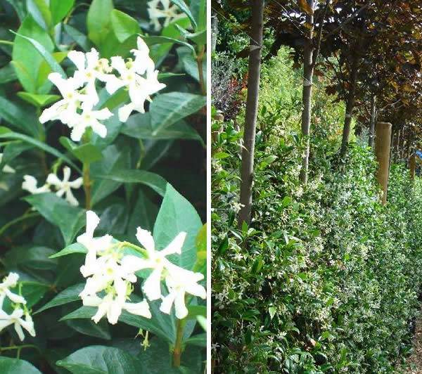 Star Jasmine or Evergreen Jasmine (Trachelospermum Jasminoides)