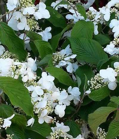 Viburnum Plicatum Mariesii