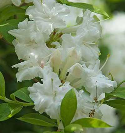 Plants Flowering in May - Azalea Mollis Whitethroat