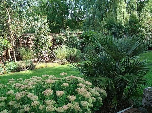 Chamaerops Humilis Palm Tree Mediterranean Fan Palm)