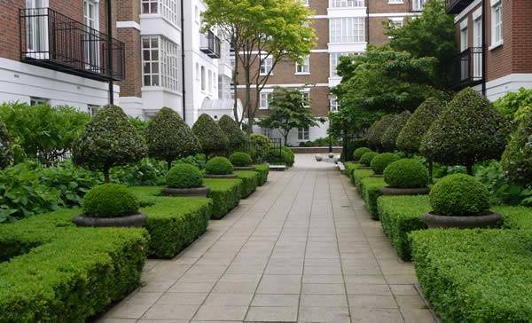 Topiary is very much a feature of contemporary UK gardens & terraces