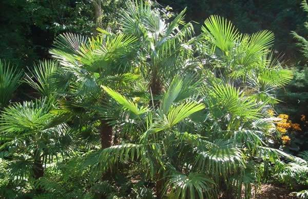 Hardy Palms like look spectacular in Mediterranean Gardens