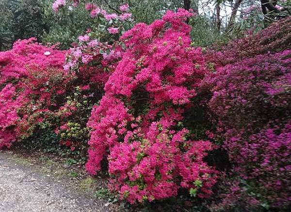 Designing a Japanese Garden - key is to add splashes of colour to punctuate the soothing landscape