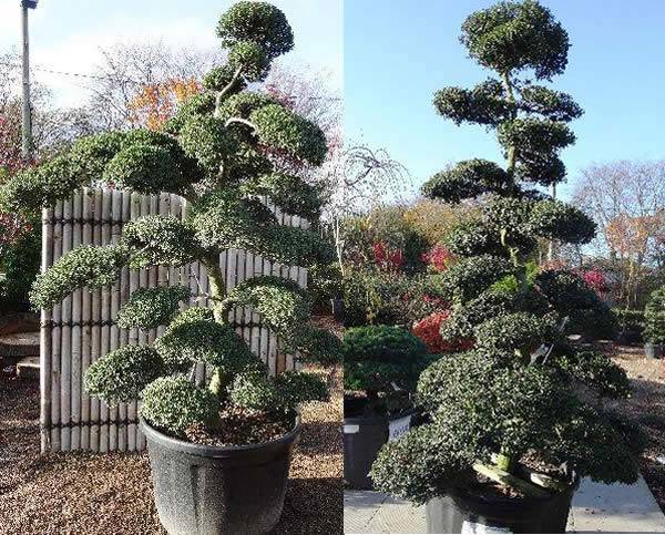 Japanese Cloud Trees (originating from the Japanese artful practice of Niwaki (sculpting trees).