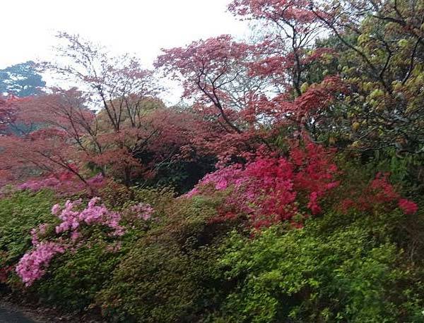 Designing Japanese Gardens - Shade and height is very important to the oriental garden. 