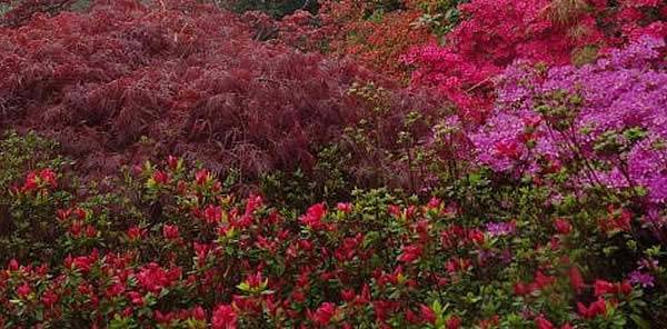 A Japanese garden is a great place to escape the hectic, modern lifestyle.