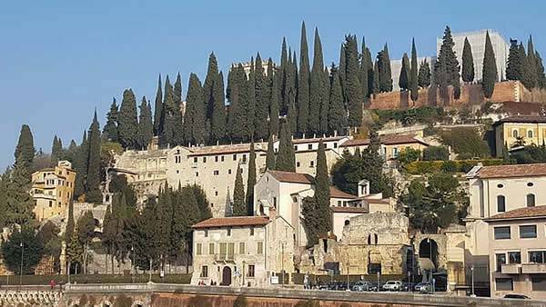 Italian Cypress Trees conjuring up the spirit of the Med
