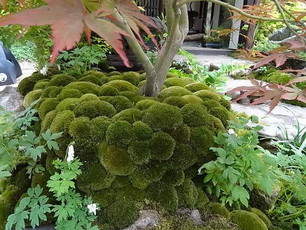 Pin cushion moss and Japanese Acers - Artisan Garden Gold Medal Winner