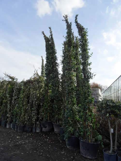 We have jasmines now in stock in sizes ranging from 1.5 metres tall to 3.5 metre tall.