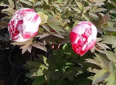 Tree peonies Dao Jin