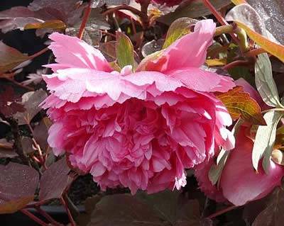 Tree Peonies Hu Hong