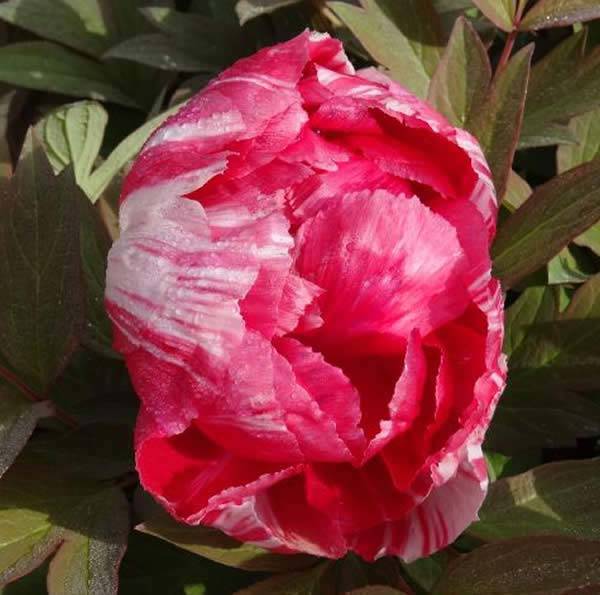 Perfect for Japanese gardens, tree peonies are royalty in the flower world. 