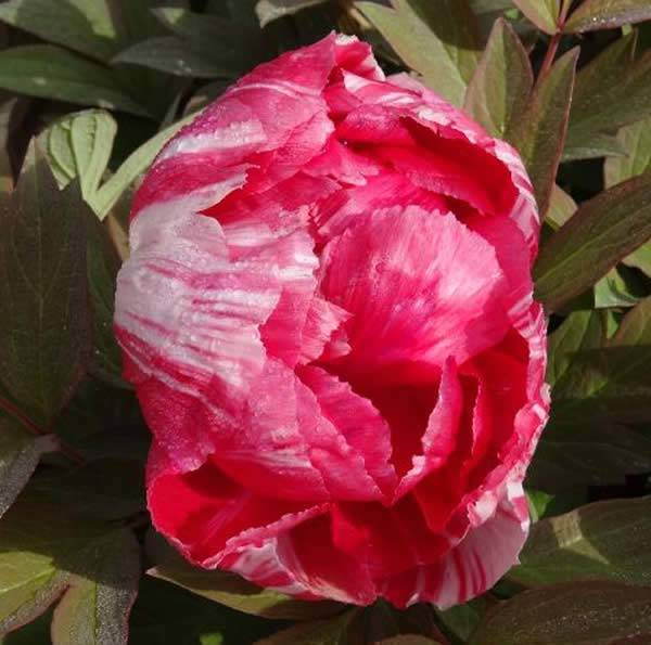 Perfect for Japanese gardens, tree peonies are royalty in the flower world.